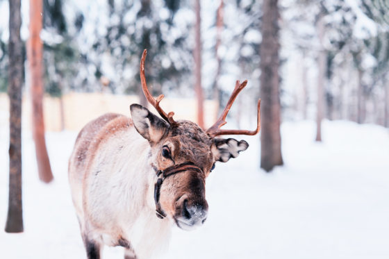 Epifania a Rovaniemi